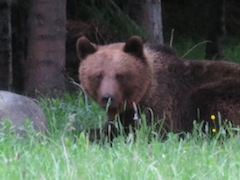 Bear Watching in Bulgaria