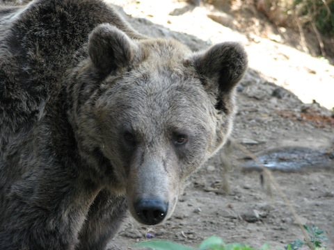 Bear Watching Holidays in Bulgaria